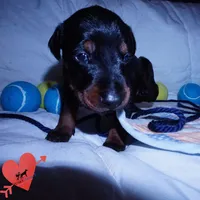 AKC Euro OFA & Embark - Sokka, a male Doberman Pinscher for sale in Anderson, SC – 6 of 10