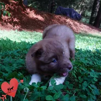AKC Solid Brown OFA & Embark, a female Siberian Husky for sale in Anderson, SC – 8 of 10