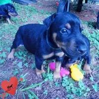 AKC Euro OFA & Embark - Hahn, a male Doberman Pinscher for sale in Anderson, SC – 7 of 10