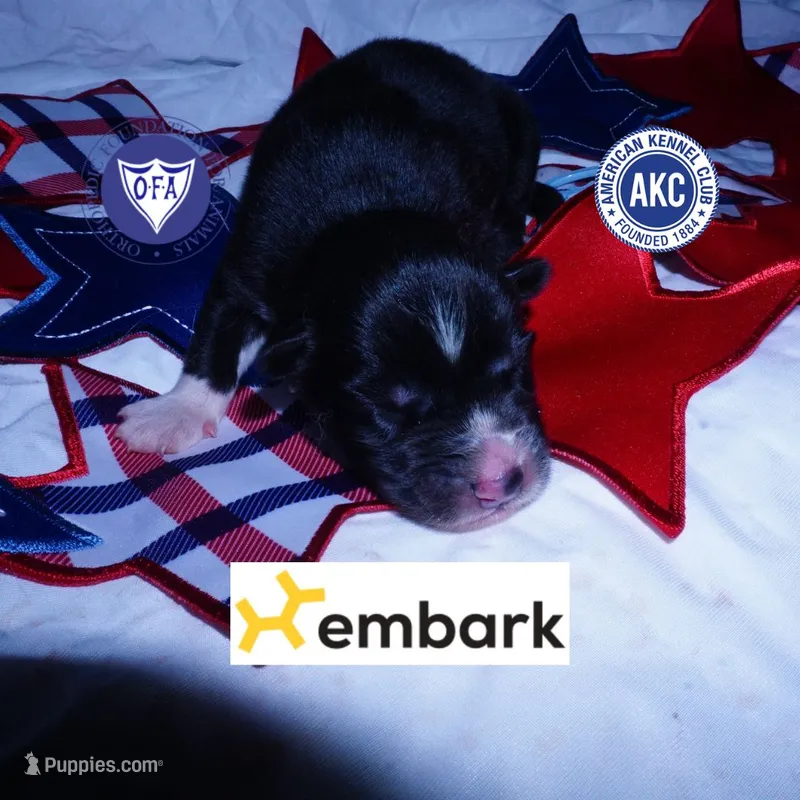 Solid Black AKF OFA Embark - Zoro – Siberian Husky puppy for sale in Anderson, SC