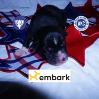 Solid Black AKF OFA Embark - Zoro, a male Siberian Husky for sale in Anderson, SC – 1 of 10