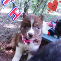 Embark & OFA Tested Parents, a male Siberian Husky for sale in Anderson, SC – 9 of 10