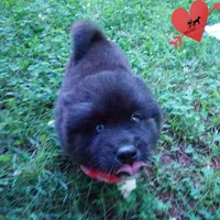 AKC Black/white OFA & Embark, a female Siberian Husky for sale in Anderson, SC – 6 of 10