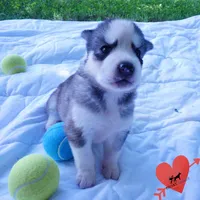 AKC OFA Embark Parents, a male Siberian Husky for sale in Anderson, SC – 6 of 10