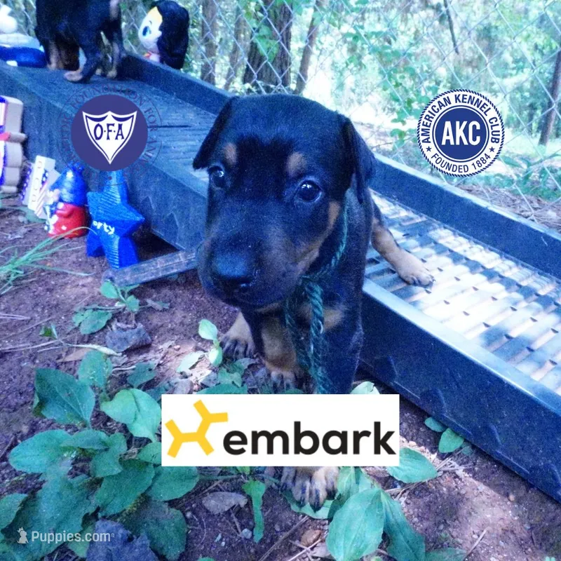 AKC Euro OFA & Embark - Hahn – Doberman Pinscher puppy for sale in Anderson, SC