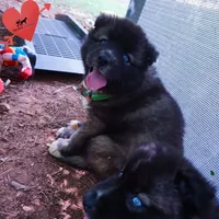 AKC Agouti Embark & OFA Parents, a female Siberian Husky for sale in Anderson, SC – 2 of 10