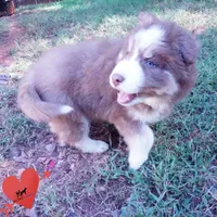 AKC & OFA Poseidon, a male Siberian Husky for sale in Anderson, SC – 2 of 10