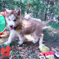 AKC OFA Red/white, a male Siberian Husky for sale in Anderson, SC – 6 of 10