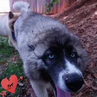 AKC Agouti Embark & OFA Parents, a female Siberian Husky for sale in Anderson, SC – 5 of 10
