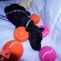OFA & Embark Tested Parents, a female Doberman Pinscher for sale in Anderson, SC – 4 of 10