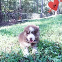 AKC & OFA Poseidon, a male Siberian Husky for sale in Anderson, SC – 3 of 10