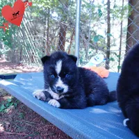 Agouti AKC  OFA & Embark, a female Siberian Husky for sale in Anderson, SC – 7 of 10