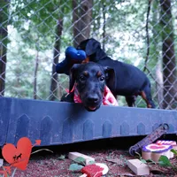 Ear cropped - Full Euro, a female Doberman Pinscher for sale in Anderson, SC – 4 of 10