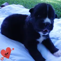 Solid Black AKC OFA Embark - Pele, a male Siberian Husky for sale in Anderson, SC – 2 of 10