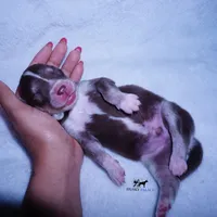 AKC OFA Brown/white, a female Siberian Husky for sale in Anderson, SC – 2 of 5