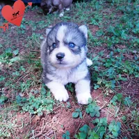 OFA & Embark Tested Parents - Usopp, a male Siberian Husky for sale in Anderson, SC – 6 of 9