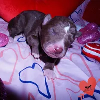 AKC Solid Brown OFA, a female Siberian Husky for sale in Anderson, SC – Photo 4 of 7