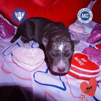 AKC Solid Brown OFA, a female Siberian Husky for sale in Anderson, SC – Photo 1 of 7