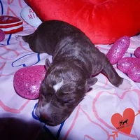 AKC Solid Brown OFA, a female Siberian Husky for sale in Anderson, SC – Photo 2 of 7