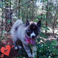 AKC Agouti OFA & Embark, a female Siberian Husky for sale in Anderson, SC – 6 of 10