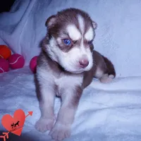 AKC Red/white OFA, a female Siberian Husky for sale in Anderson, SC – 4 of 10