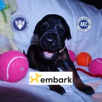 Champion & Full Euro AKC - Kora, a female Doberman Pinscher for sale in Anderson, SC – 1 of 10