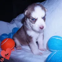 AKC OFA Red/white, a male Siberian Husky for sale in Anderson, SC – 2 of 10