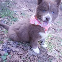 Ready mid Ocotober, a  Siberian Husky for sale in Anderson, SC – 6 of 10