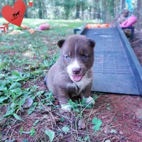 Solid Brown Embark OFA AKC - Nami, a female Siberian Husky for sale in Anderson, SC – 8 of 10