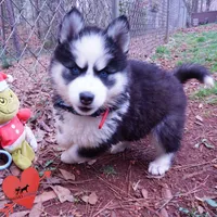 AKC Embark OFA, a female Siberian Husky for sale in Anderson, SC – Photo 7 of 10