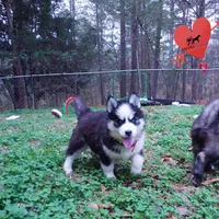 AKC Embark OFA, a female Siberian Husky for sale in Anderson, SC – Photo 6 of 10