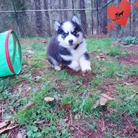 AKC Embark OFA, a female Siberian Husky for sale in Anderson, SC – Photo 8 of 10