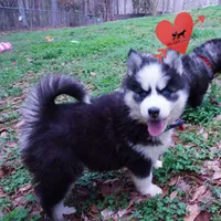 AKC Embark OFA, a female Siberian Husky for sale in Anderson, SC – Photo 4 of 10