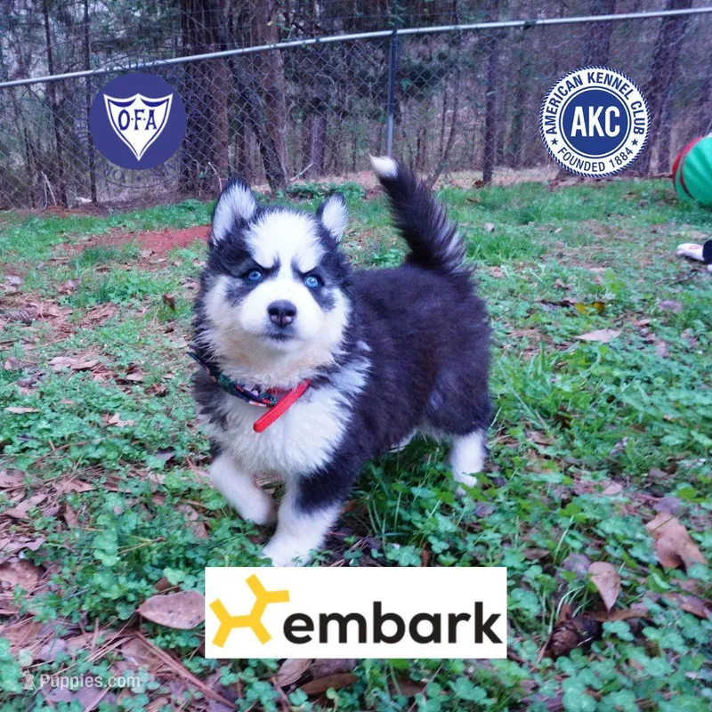 AKC Embark OFA