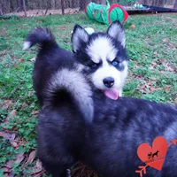 AKC Embark OFA, a female Siberian Husky for sale in Anderson, SC – Photo 2 of 10