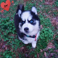 AKC Embark OFA, a female Siberian Husky for sale in Anderson, SC – Photo 5 of 10