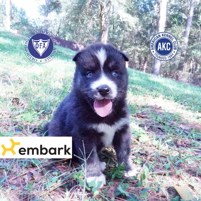 Health Tested Parents - Cyclops – Siberian Husky puppy for sale in Anderson, SC