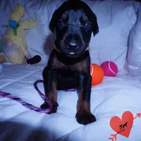 OFA & Embark Tested Parents, a female Doberman Pinscher for sale in Anderson, SC – 6 of 10