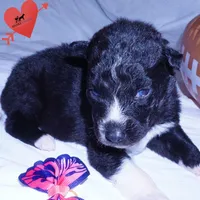Kate - Solid Black, a female Siberian Husky for sale in Anderson, SC – 6 of 10