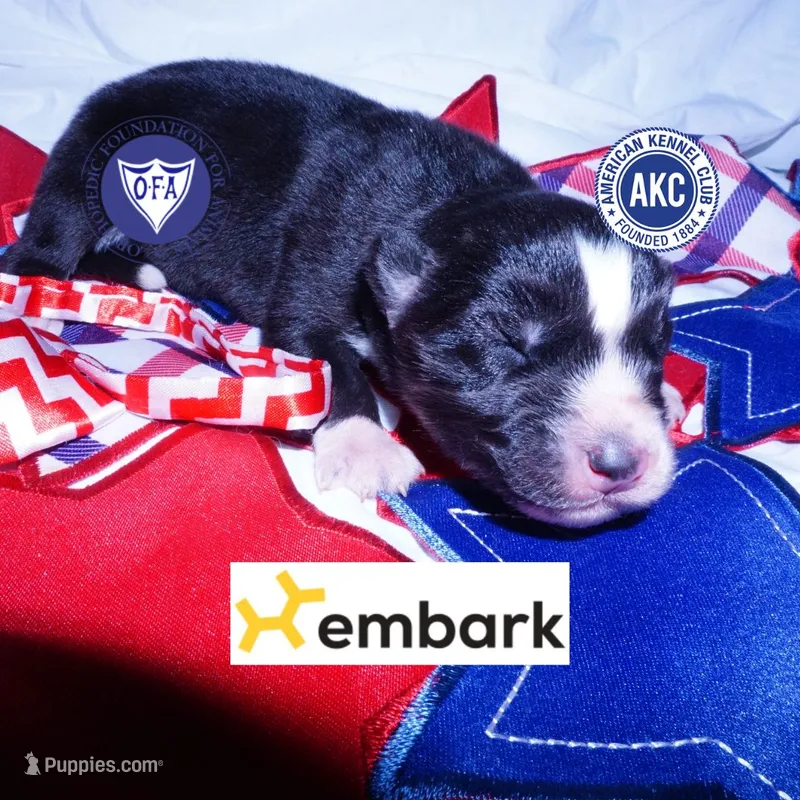 Agouti OFA AKC & Embark - Vivi – Siberian Husky puppy for sale in Anderson, SC