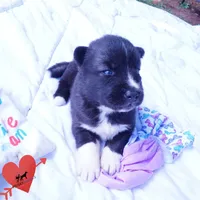 Agouti OFA, AKC, & Embark - Shakira, a female Siberian Husky for sale in Anderson, SC – 2 of 10