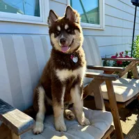 Ready mid Ocotber, a  Siberian Husky for sale in Anderson, SC – 5 of 10