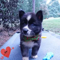 Agouti AKC  OFA & Embark, a female Siberian Husky for sale in Anderson, SC – 2 of 8
