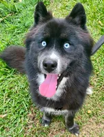 Ready mid October, a  Siberian Husky for sale in Anderson, SC – 6 of 10