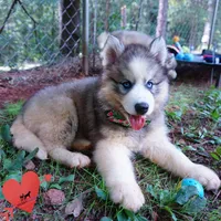 OFA & Embark Tested Parents, a female Siberian Husky for sale in Anderson, SC – 7 of 10