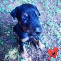 AKC Euro OFA & Embark - Hahn, a male Doberman Pinscher for sale in Anderson, SC – 8 of 10