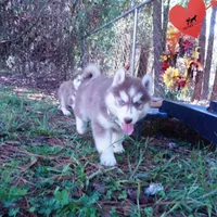 Red/white Ready Soon!, a female Siberian Husky for sale in Anderson, SC – 8 of 10