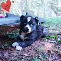 Agouti AKC  OFA & Embark, a female Siberian Husky for sale in Anderson, SC – 9 of 10