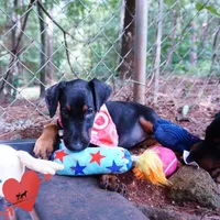 Full Euro, OFA, Embark, & AKC, a female Doberman Pinscher for sale in Anderson, SC – 2 of 10
