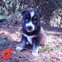 Health Tested Parents - Cyclops, a male Siberian Husky for sale in Anderson, SC – 2 of 10